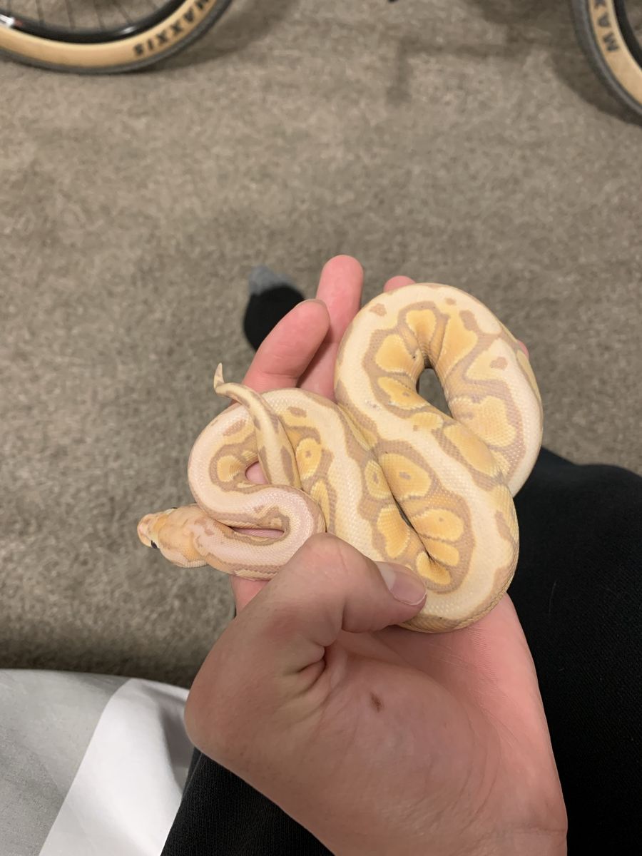 Ball python