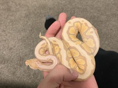 Ball python