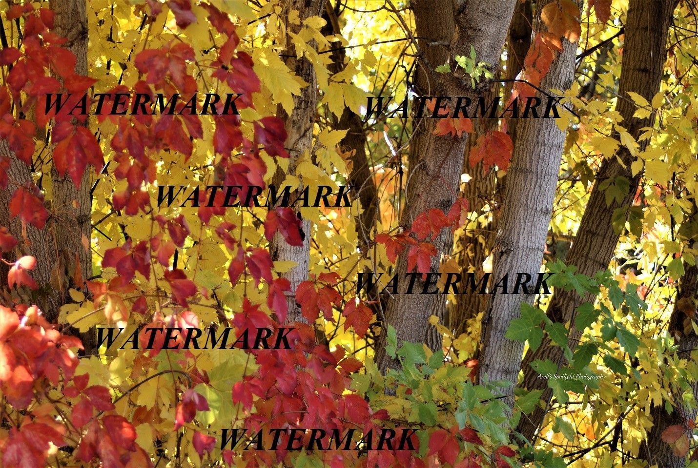 Beautiful Fall Quaking Aspen Trees Canvas