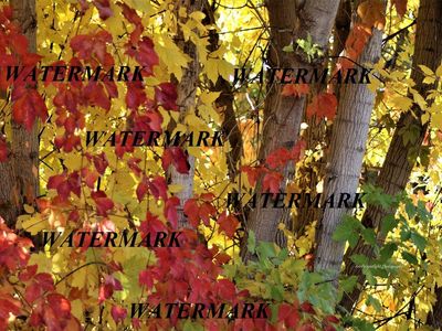 Beautiful Fall Quaking Aspen Trees Canvas