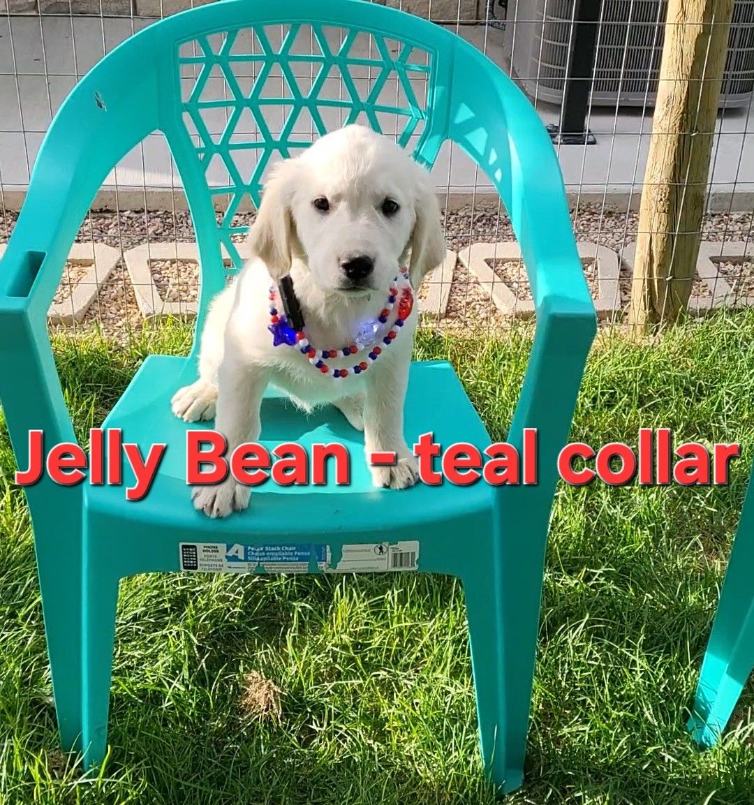 AKC Golden Retriever/English Cream Retriever Puppies