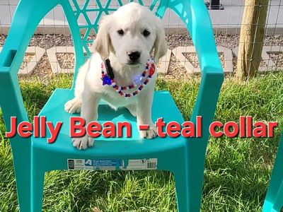 AKC Golden Retriever/English Cream Retriever Puppies