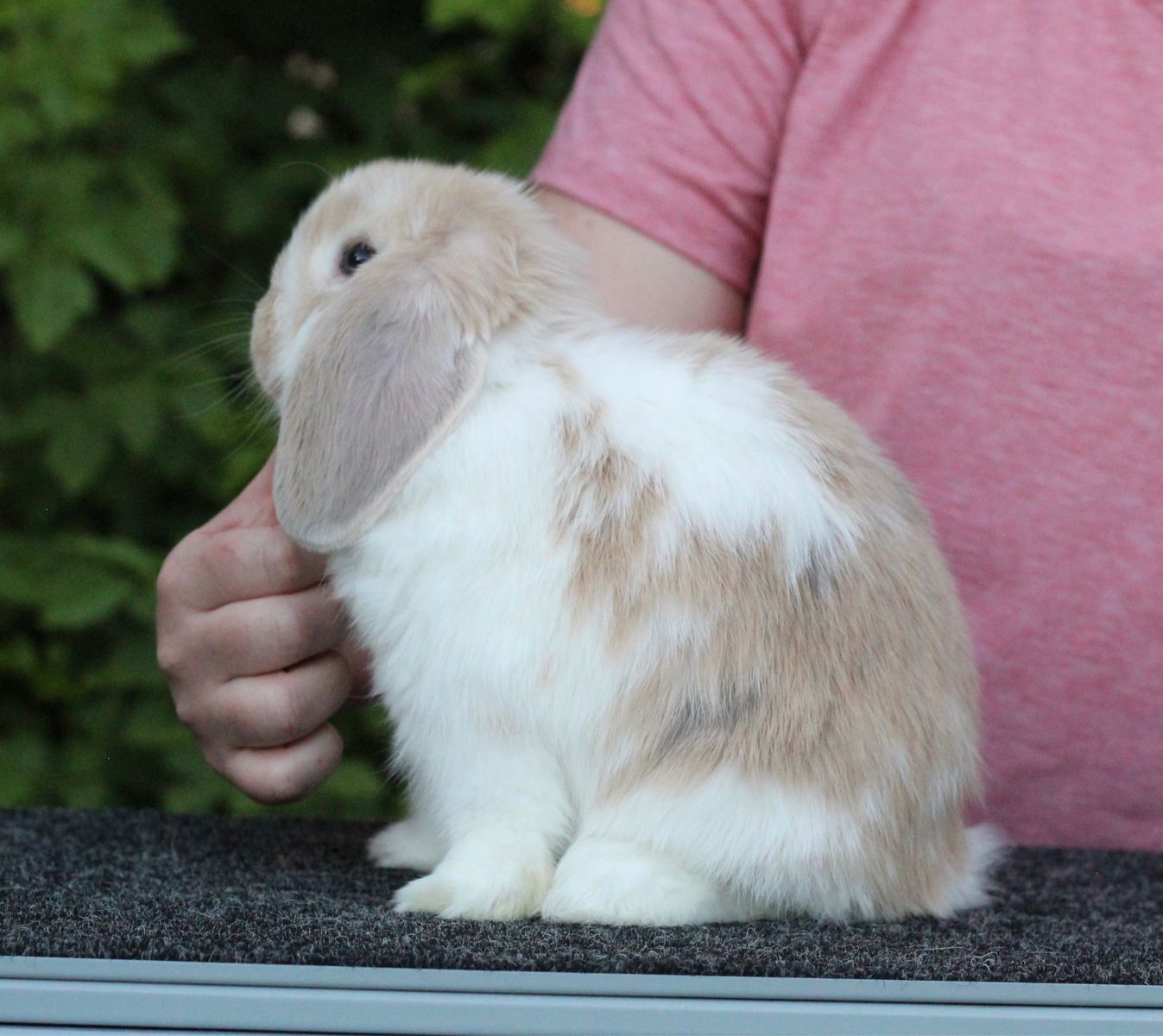 Blue Tri Holland Lop Buck