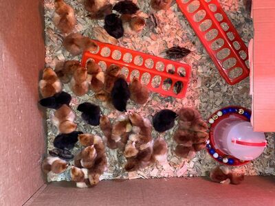 Chicks ( Just hatched!!) RIR