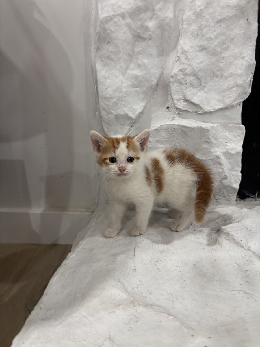 Persian Tabby babies looking for their furever homes!!