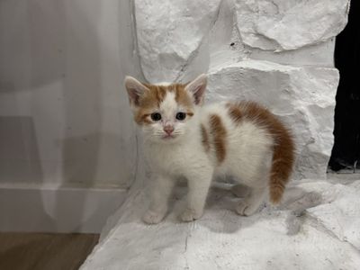 Persian Tabby babies looking for their furever homes!!