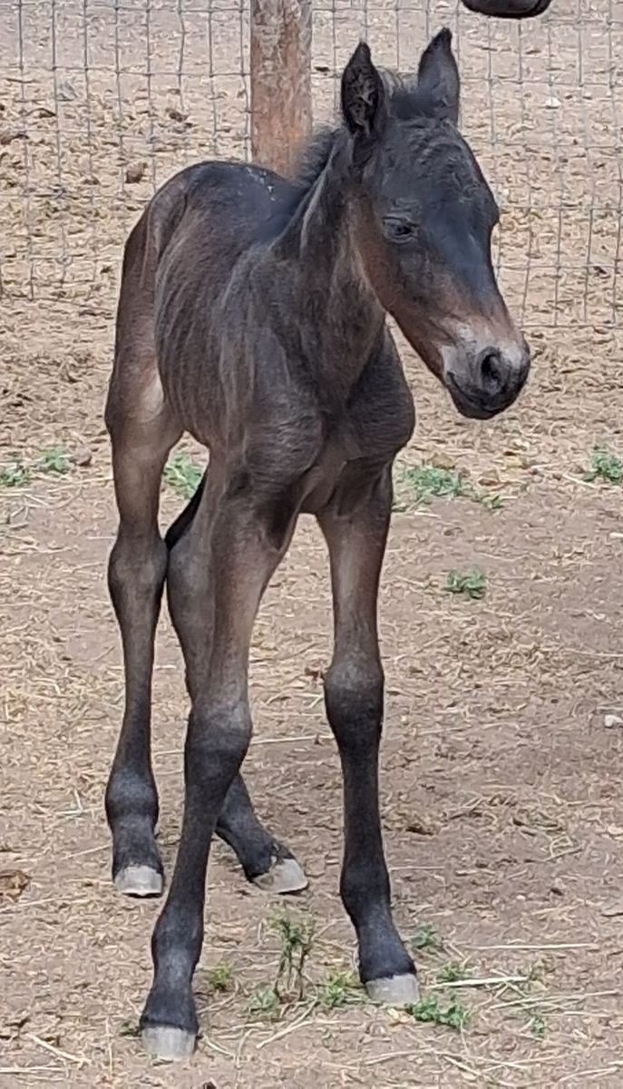 Friesian Paso Fino Fillly 5/25/26 for sale!