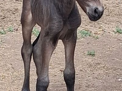 Friesian Paso Fino Fillly 5/25/26 for sale!
