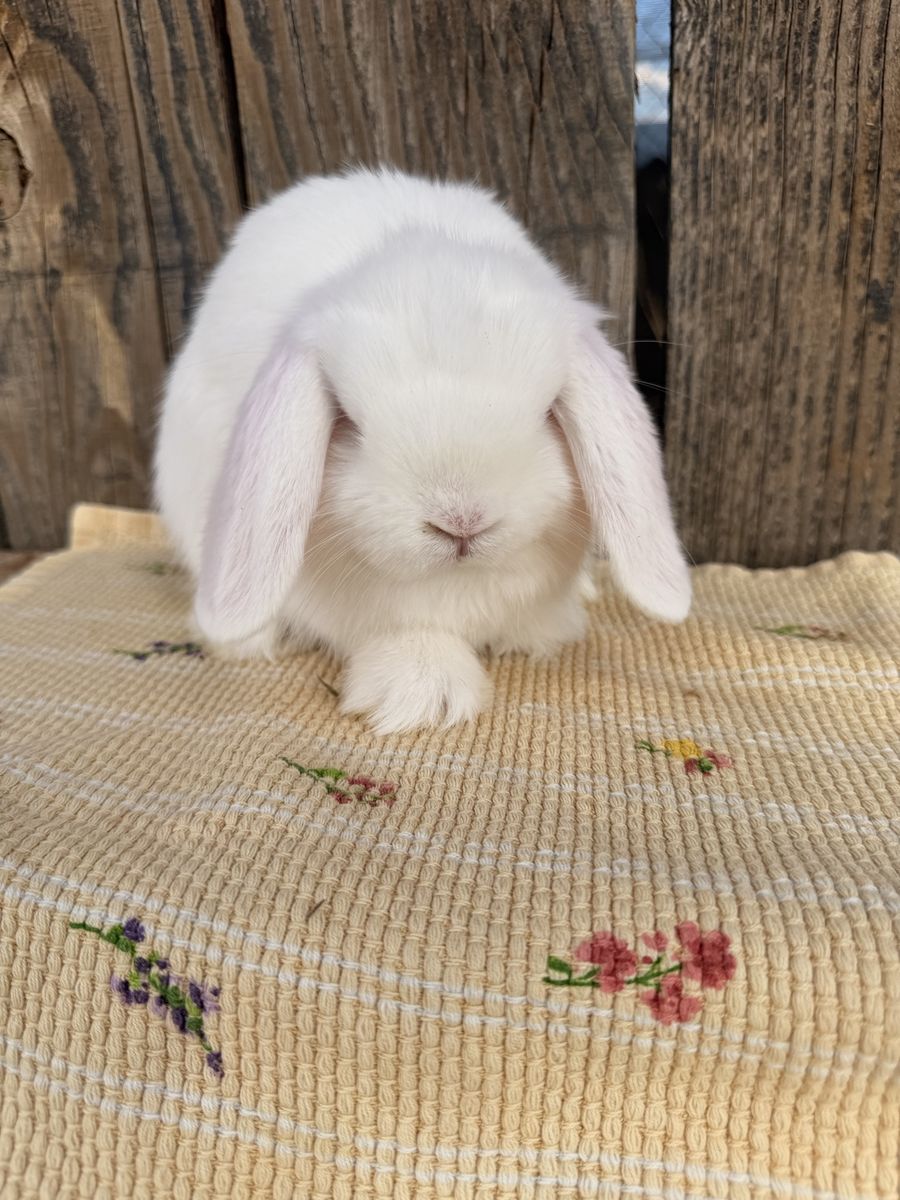 Price drop Ready to go now Adorable little fluff balls!