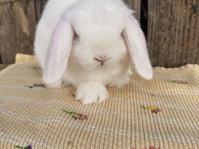 Price drop Ready to go now Adorable little fluff balls!