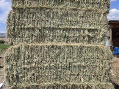 premium grass hay