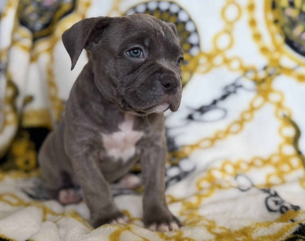 American Bully Puppies