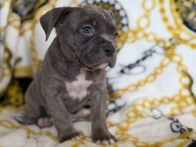 American Bully Puppies