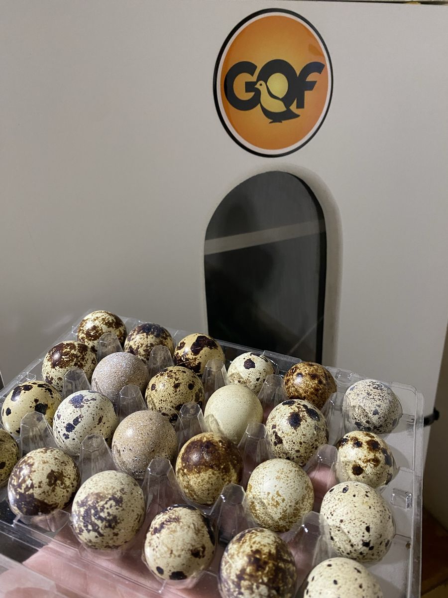 Quail Hatching Eggs