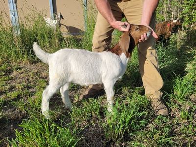 Boer Buckling Stud Prospect