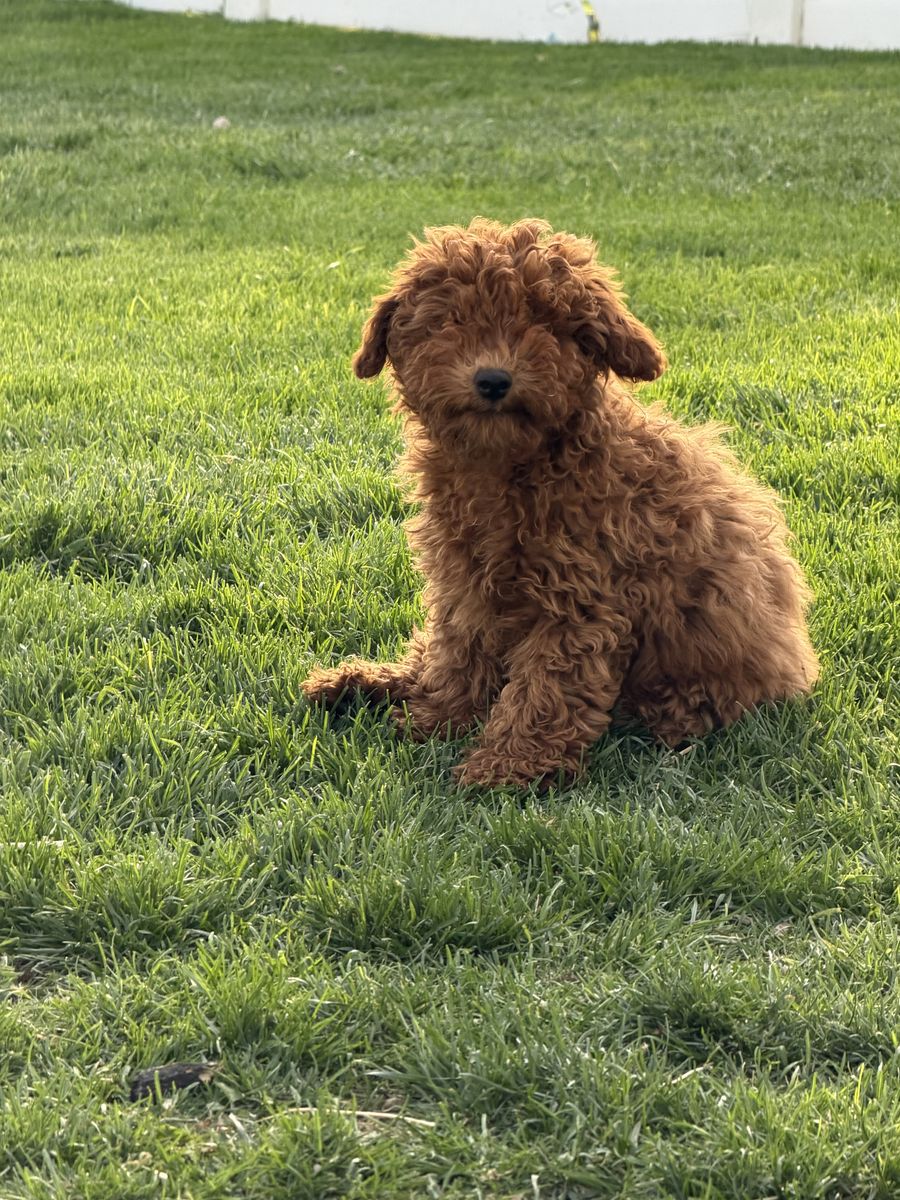 Mini Goldendoodles