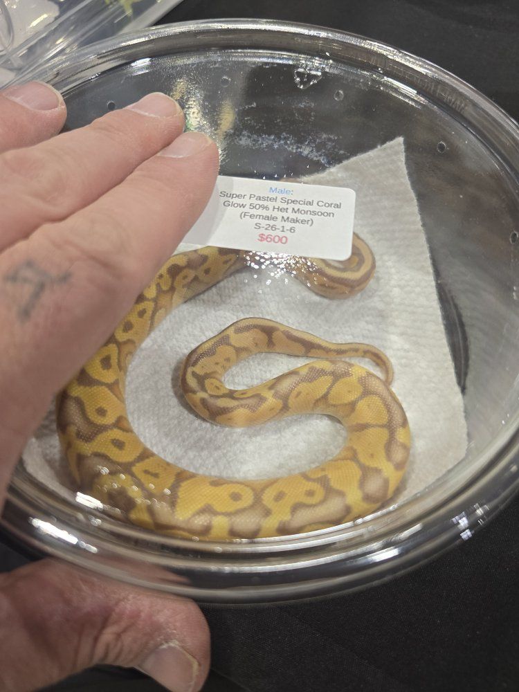 4 designer ball pythons.