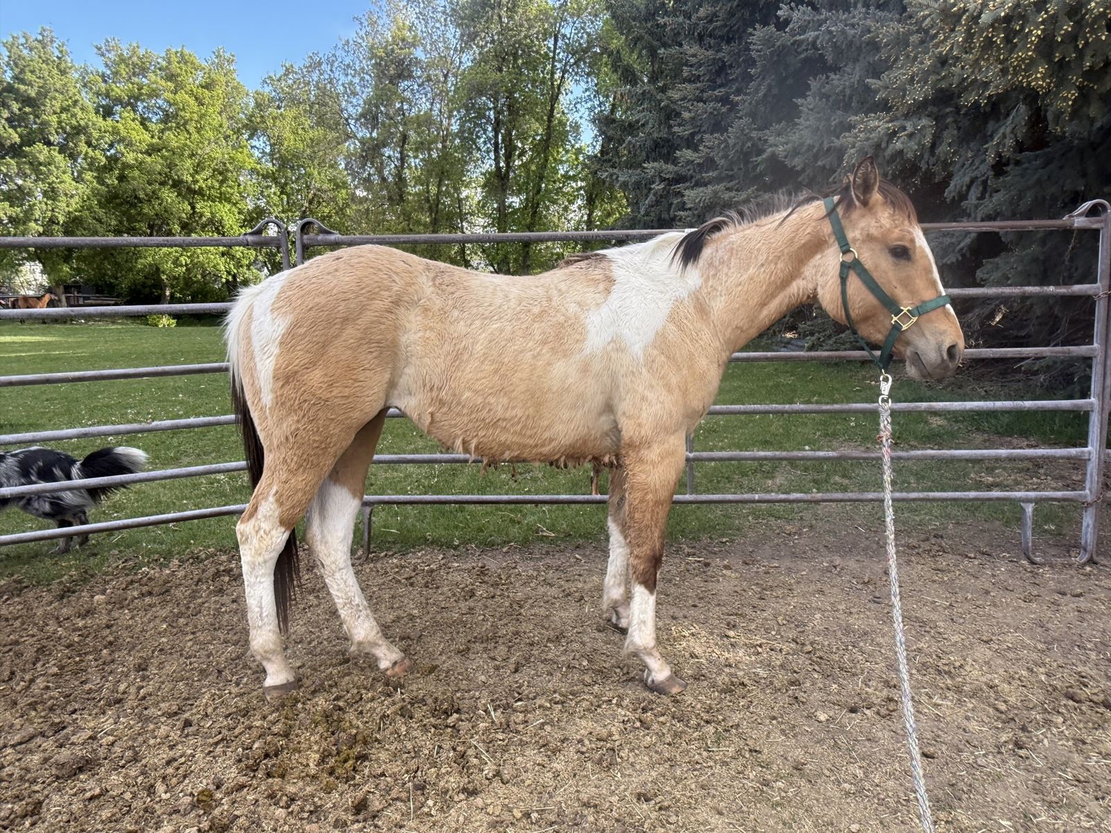 APHA 2 year old dunskin filly