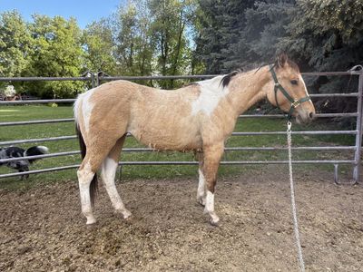 APHA 2 year old dunskin filly