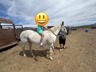 4-H, BARRELS AND TRAILS MARE