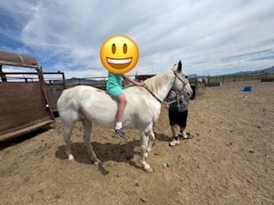 4-H, BARRELS AND TRAILS MARE