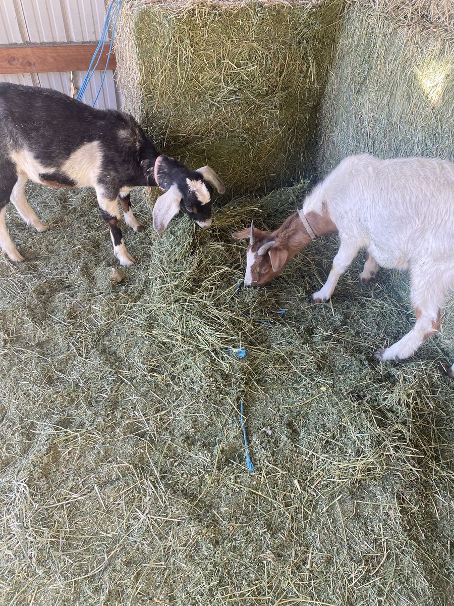 Goat Tying Boer Nubian Cross Wether Goats