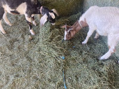 Goat Tying Boer Nubian Cross Wether Goats