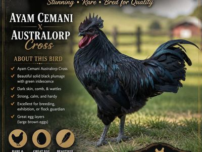 Ayam Cemani x Australorp Cross Rooster