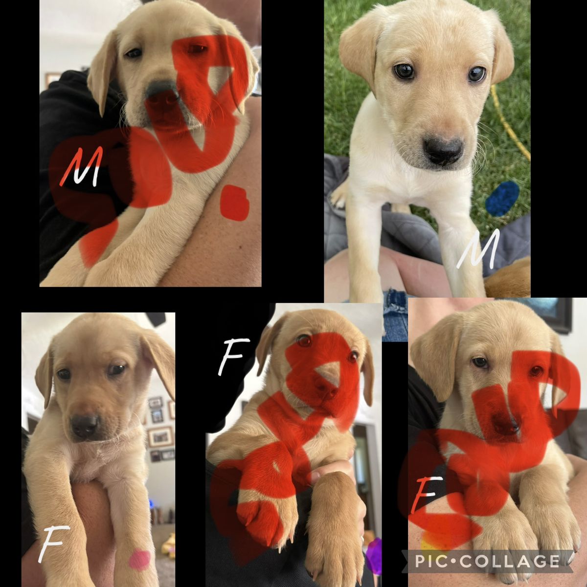 Lab Puppies