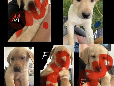 Lab Puppies
