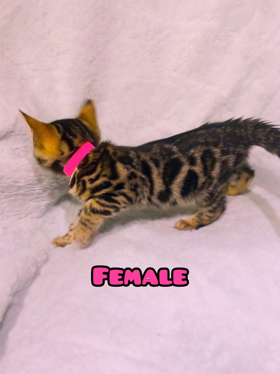 Purebred Bengal Kitten is ready to go to her new home