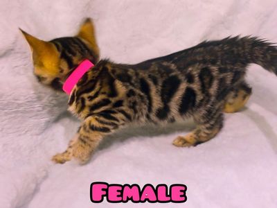 Purebred Bengal Kitten is ready to go to her new home