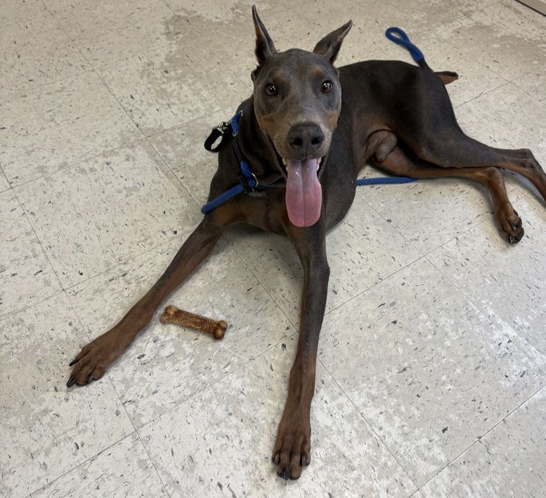 A163733 Kenny, Available for Adoption