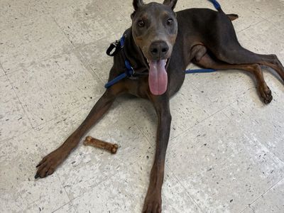 A163733 Kenny, Available for Adoption