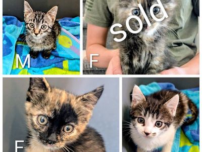 Kittens with VACCINES, cute tabby, orange tabby, Siamese, calico. Friendly kittens. 9 weeks old- ready to go today!