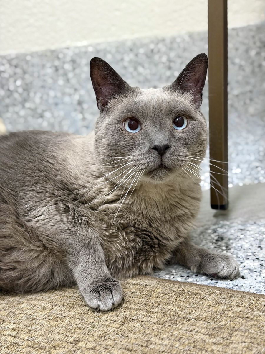 Milo wants you to choose him!