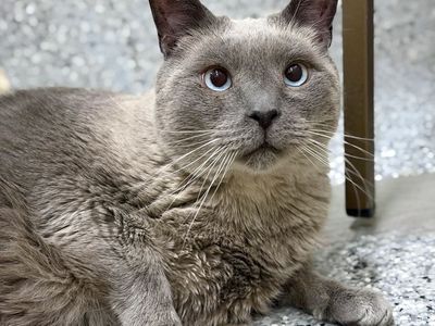 Milo wants you to choose him!