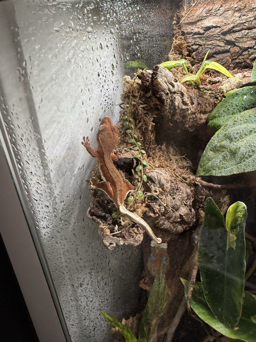 Lily white red phantom crested gecko