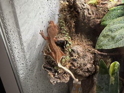 Lily white red phantom crested gecko