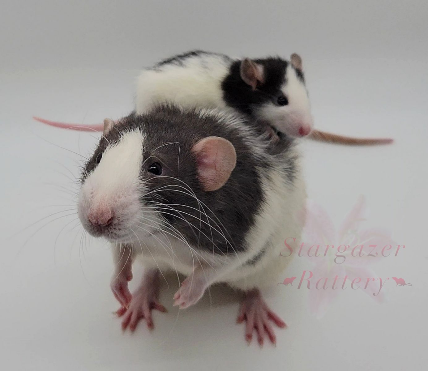Stargazer Rattery (Pet Rats)