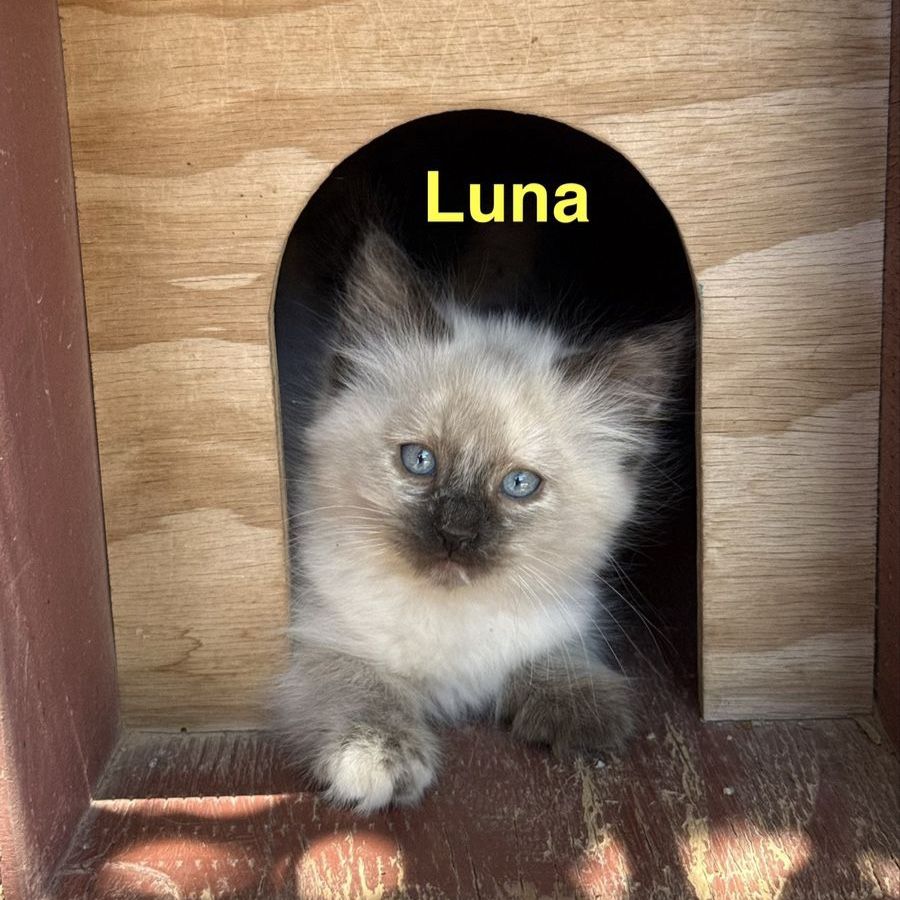 Kittens for Sale