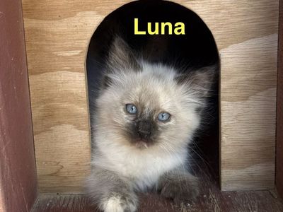 Kittens for Sale