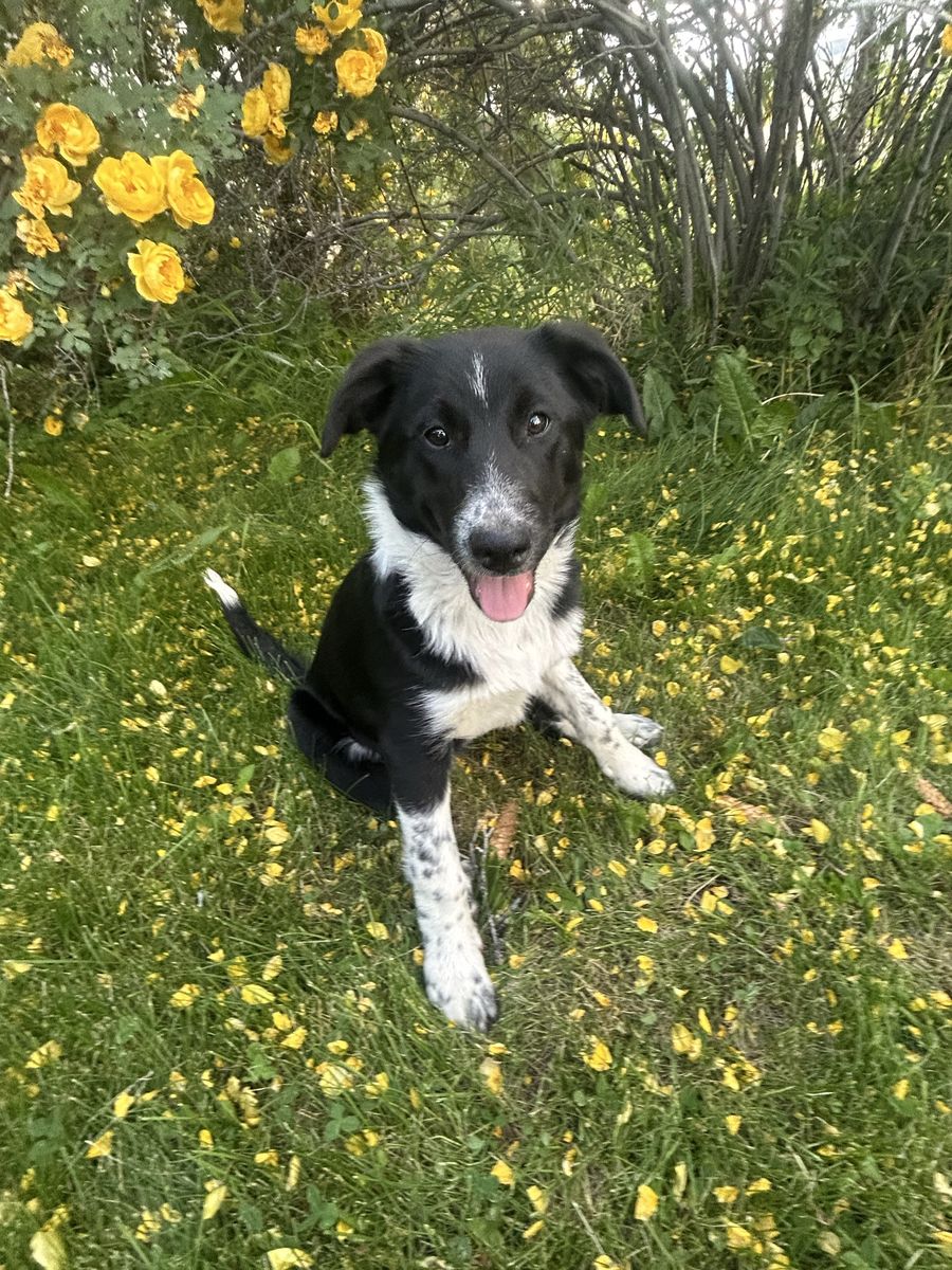 border collie Puppy for sale