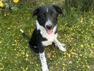 border collie Puppy for sale