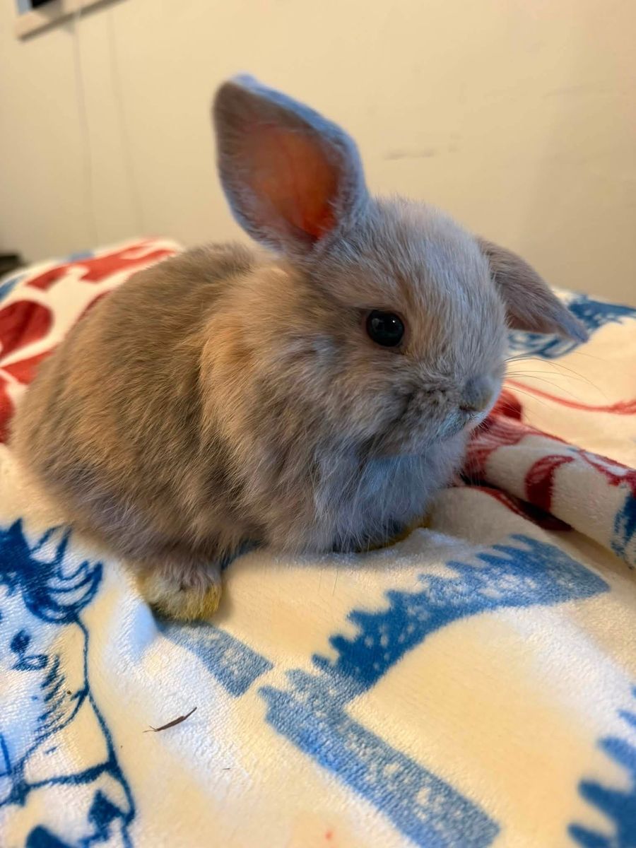 Adorable Baby Lop-Ear Bunnies - Healthy and Playful Small Pets