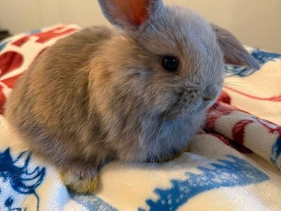Adorable Baby Lop-Ear Bunnies - Healthy and Playful Small Pets