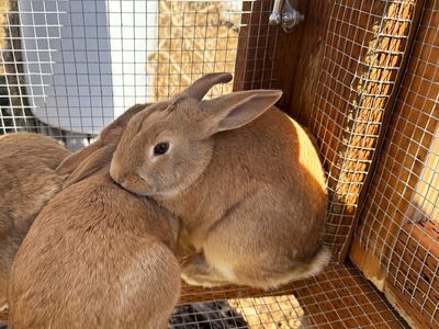 New Zealand Bunny Rabbits