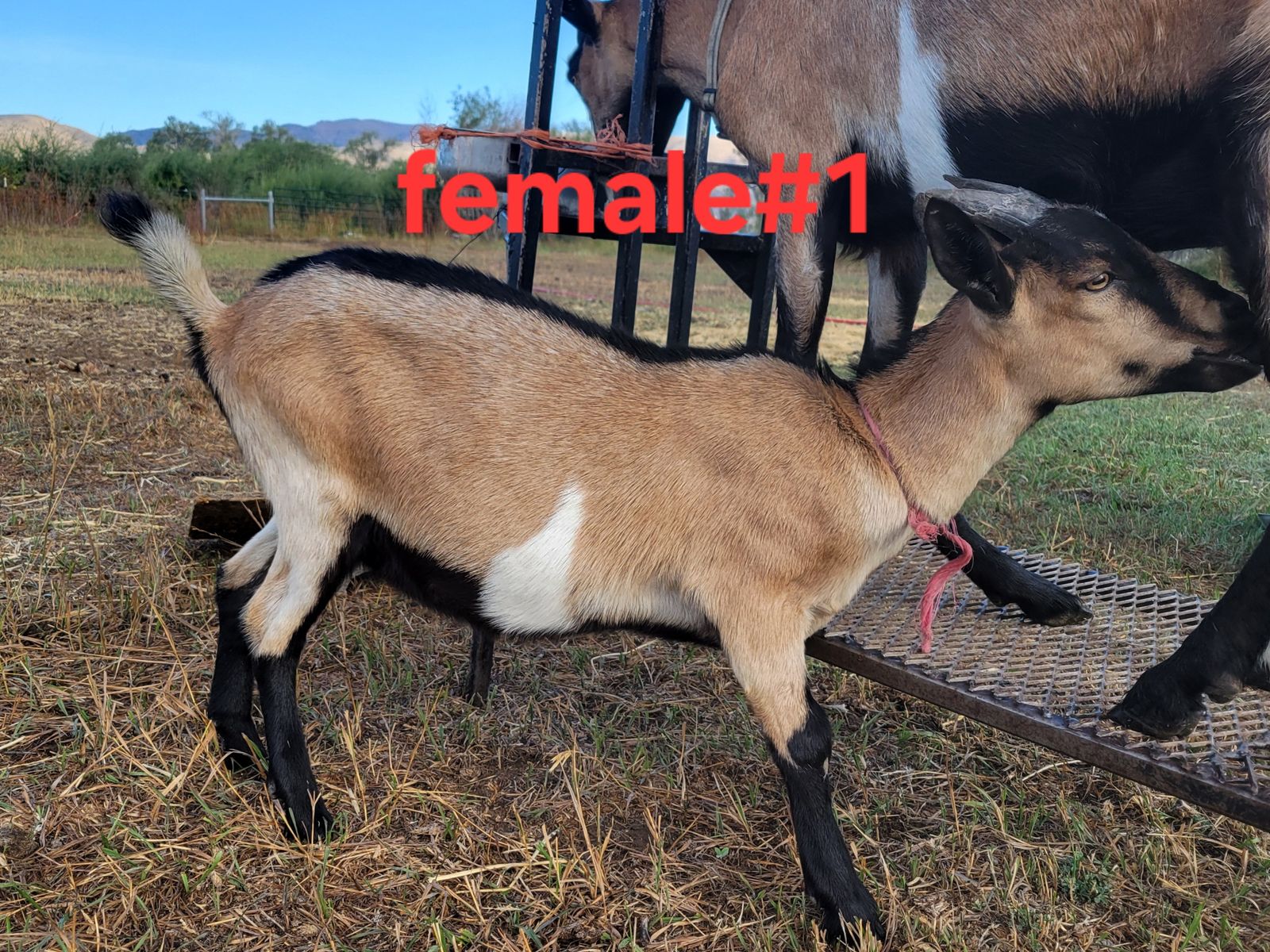 Main image 5