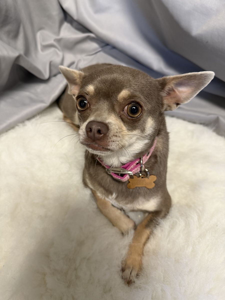 AKC female Applehead Chihuahua 17 months old