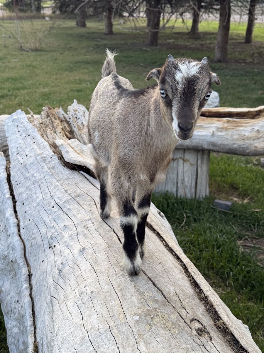 Mini LaManchas